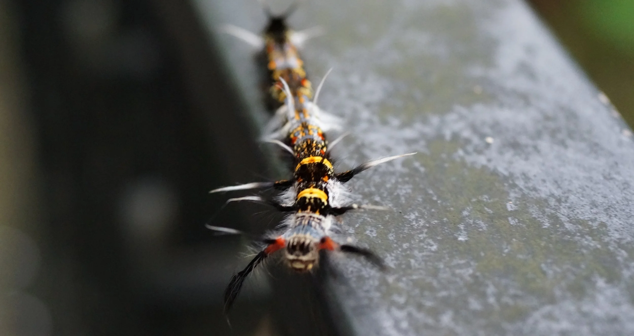 Caterpillar.jpg