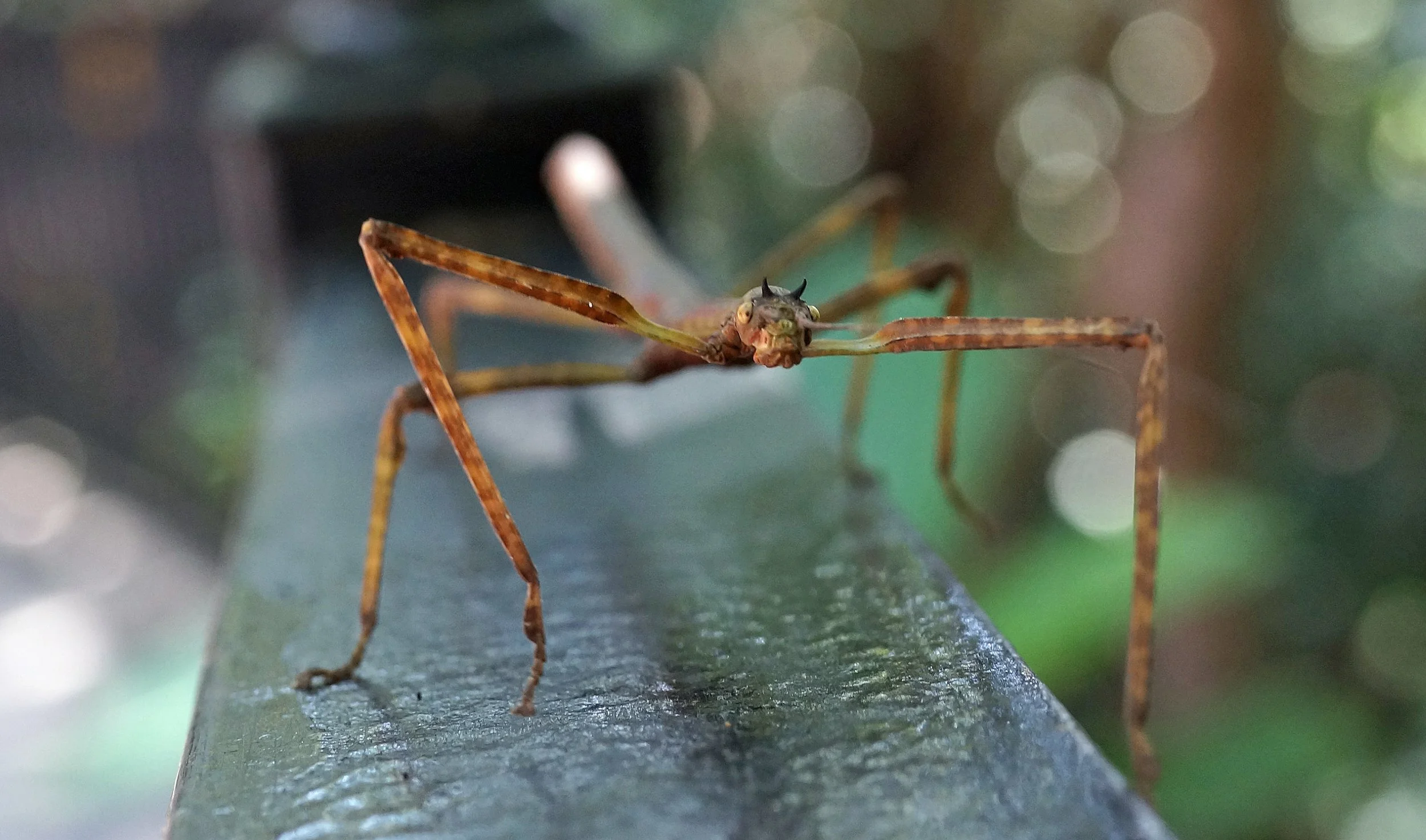 Stick Insect.jpg
