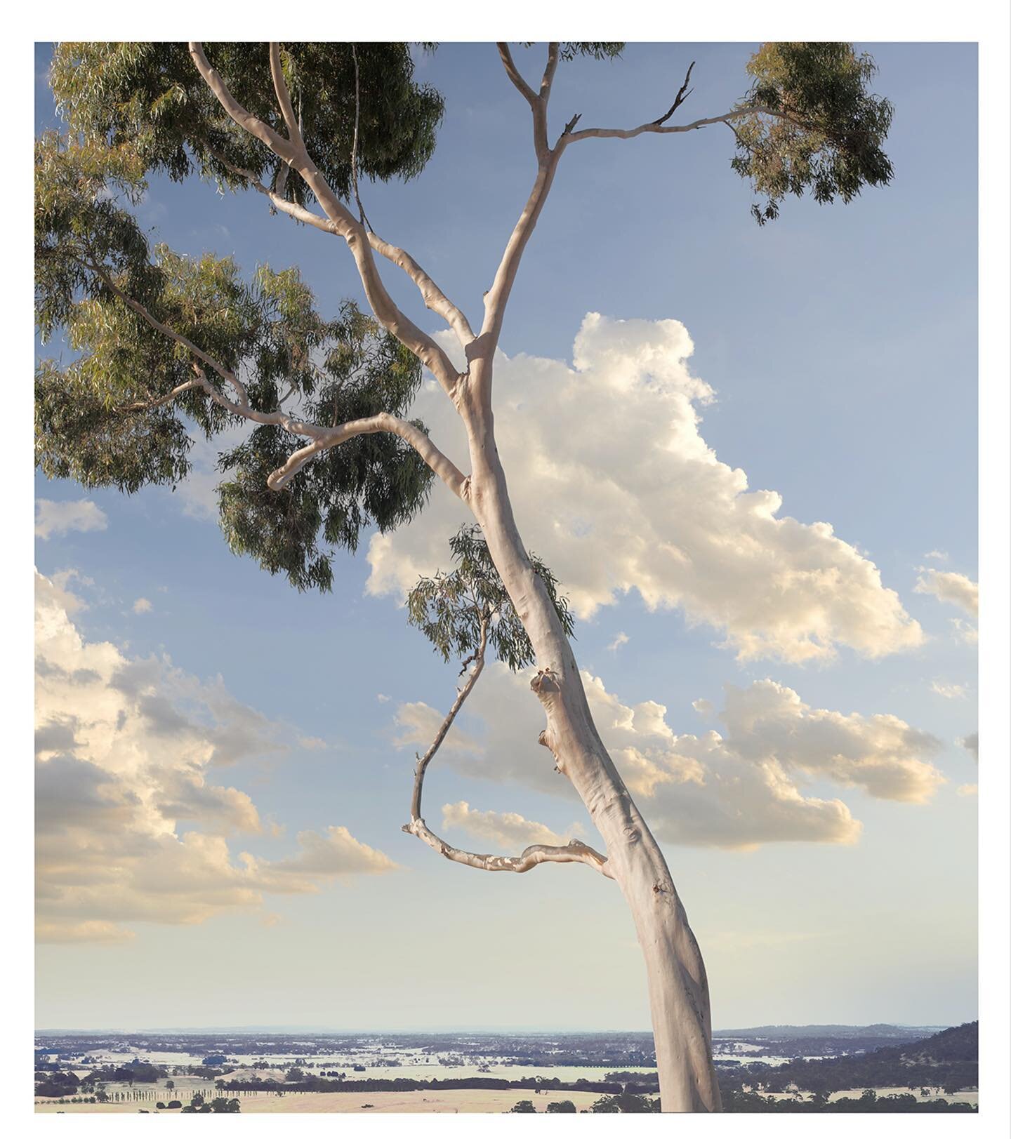 #fineartphotography #fineart #gumtree #australianart  #australian