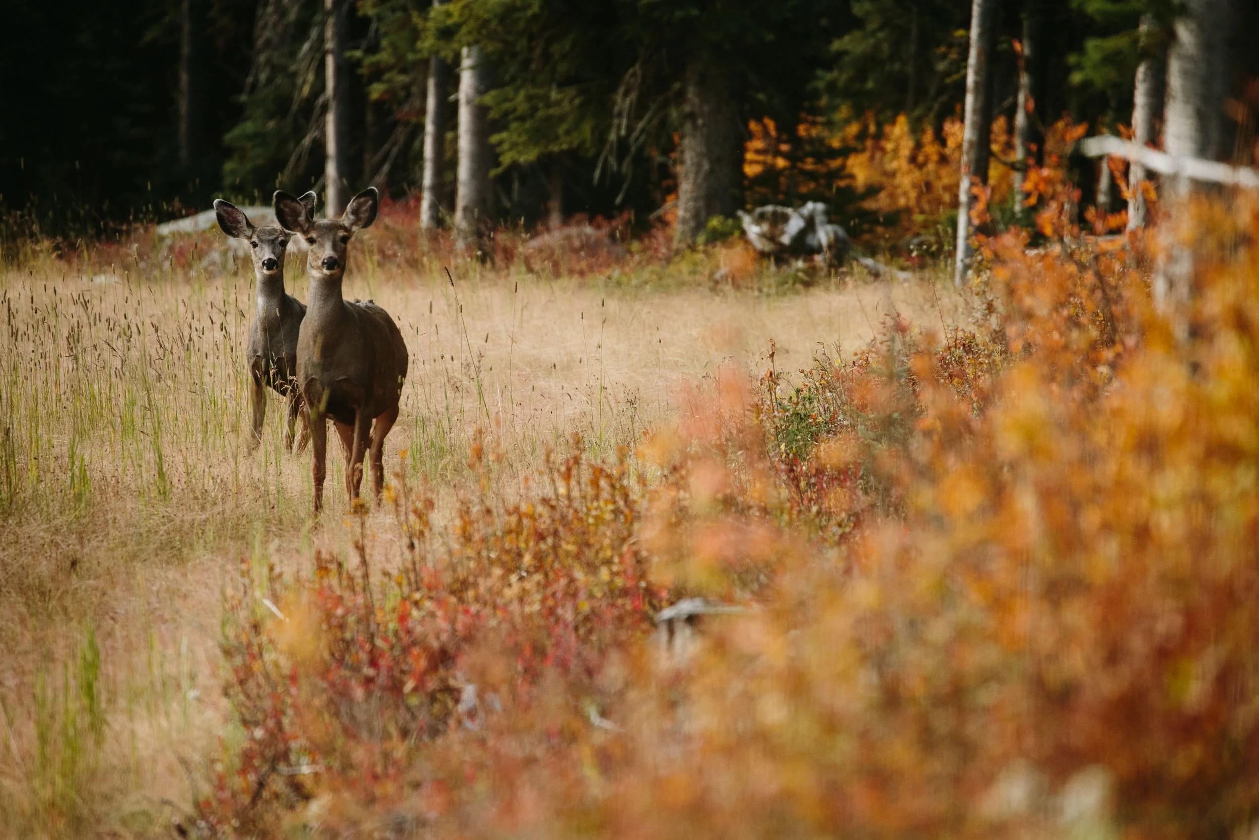 with - Photo: Robb Thompson Photo