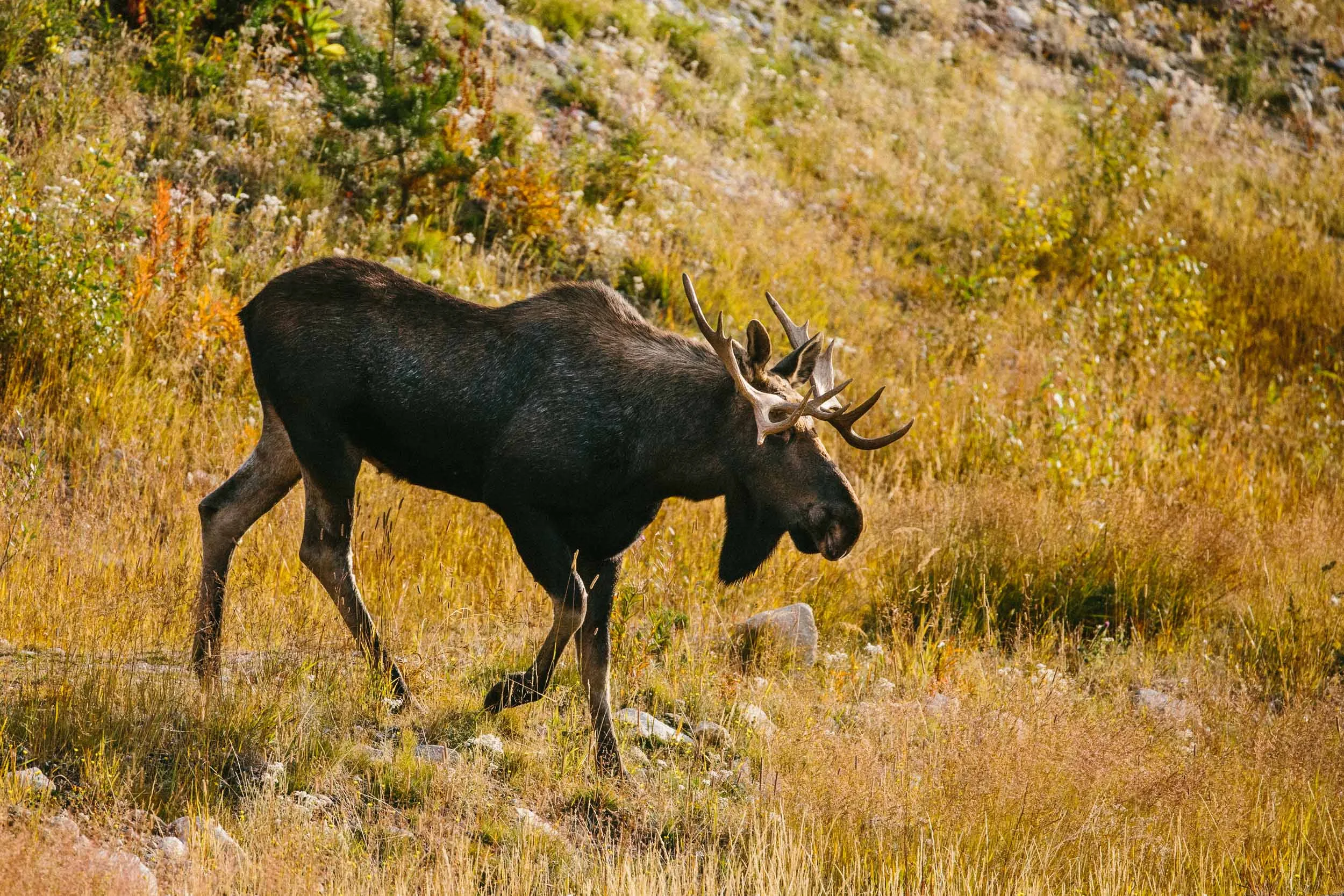 with - Photo: Robb Thompson Photo
