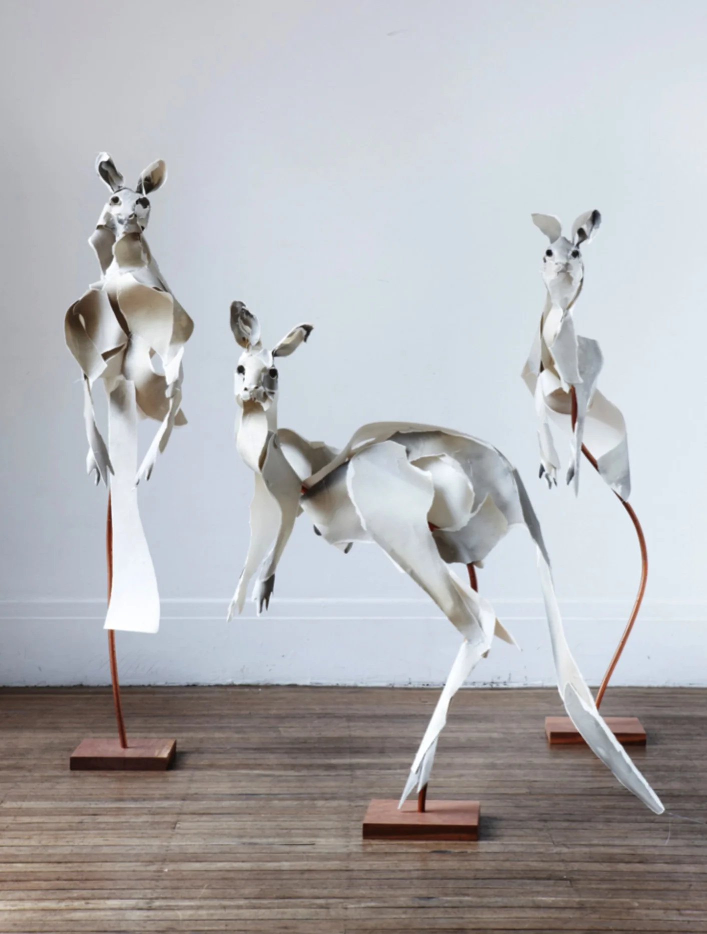 Roos 2013 by Anna-Wili Highfield
