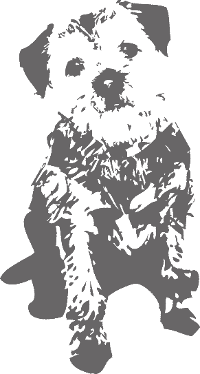 image of border terrier dog Bill