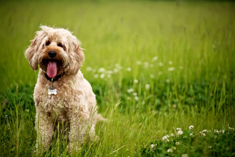 dougal dog the cockapoo