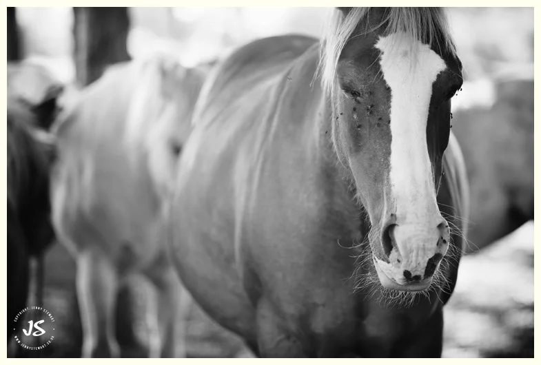 Hope through Horses Jo Corfield