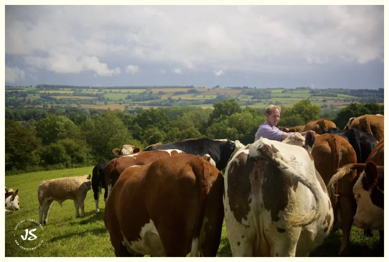 Love My Cow