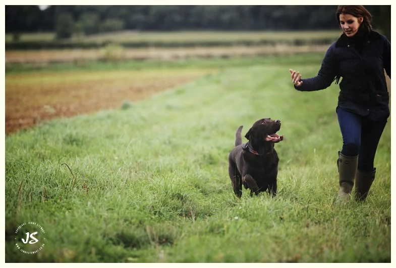 animal portrait - labrador
