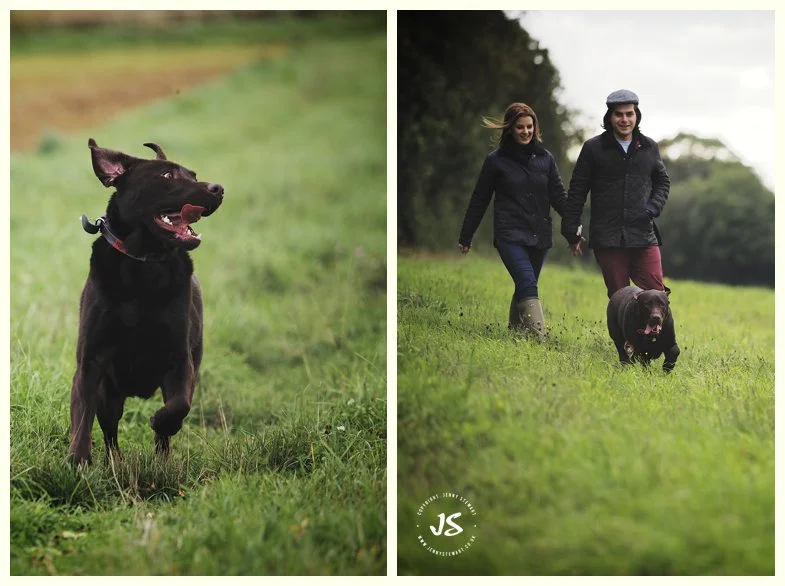 animal portrait - labrador