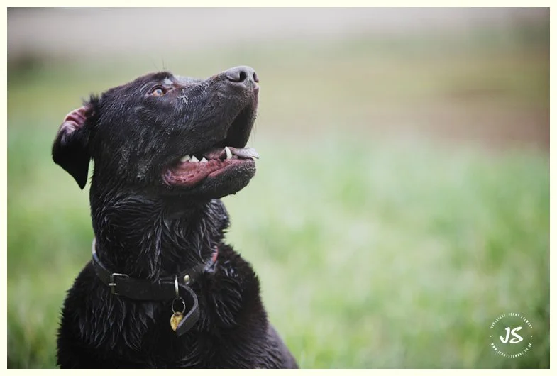 animal portrait - labrador
