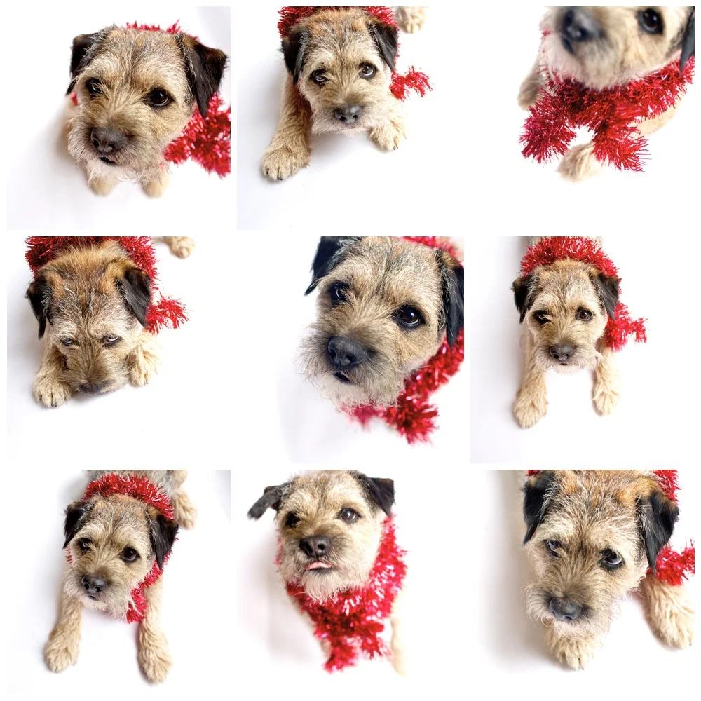 border terrier christmas card