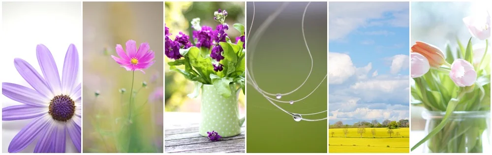 collage of nature and still life images