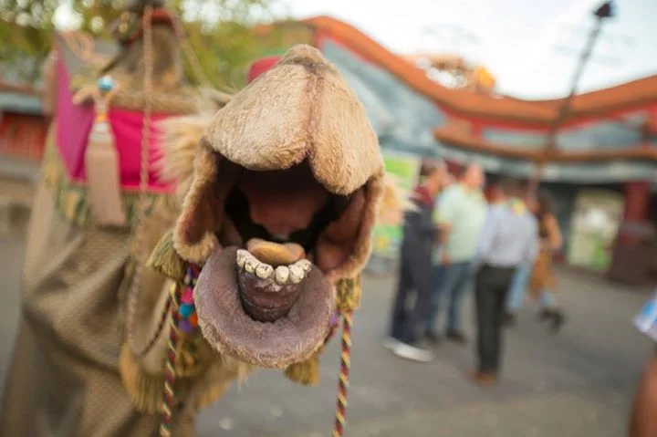 Camel Meerkat Prince Amir Mix Mingle Entertainment 