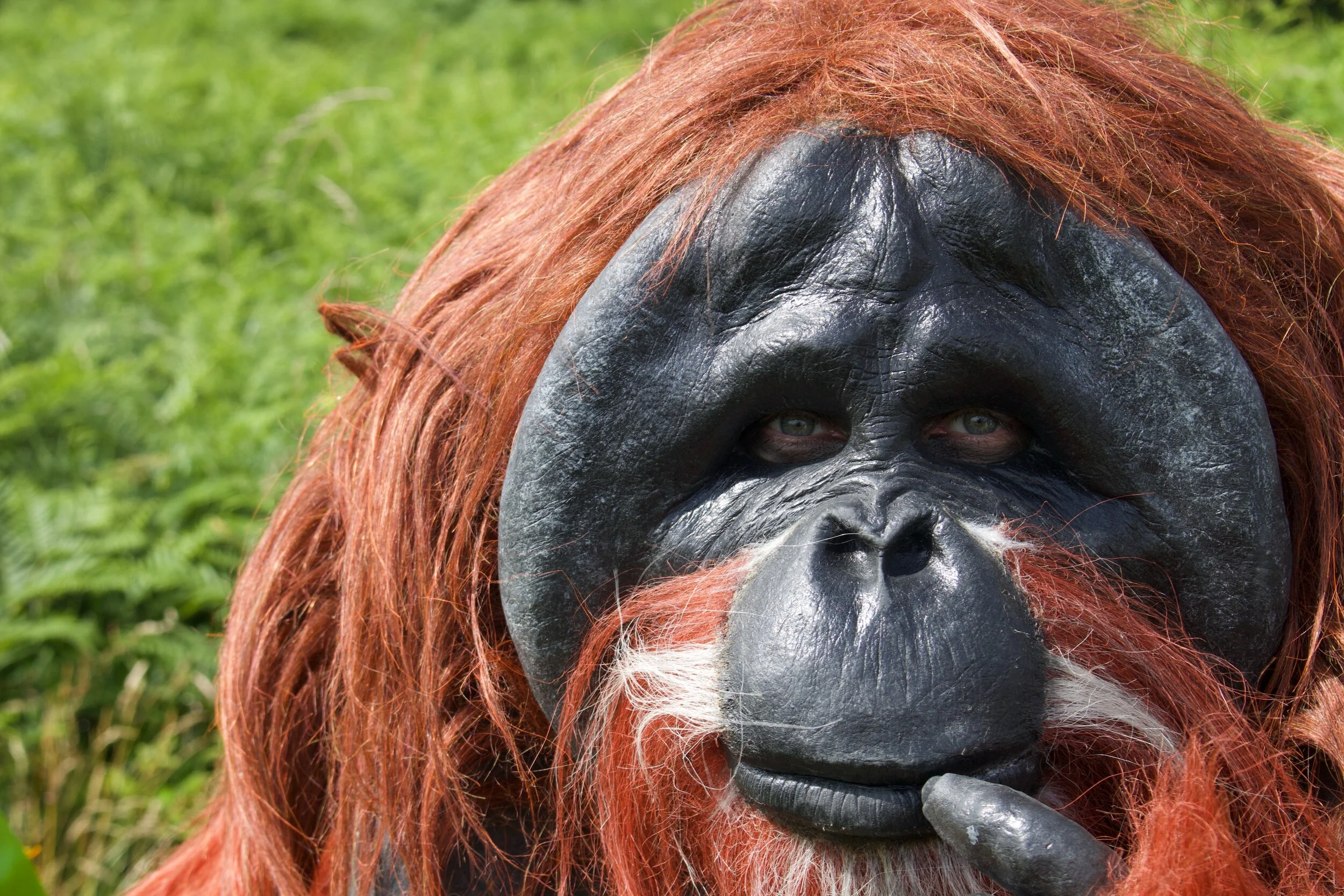 Orangutan Creature Costume Character Suit