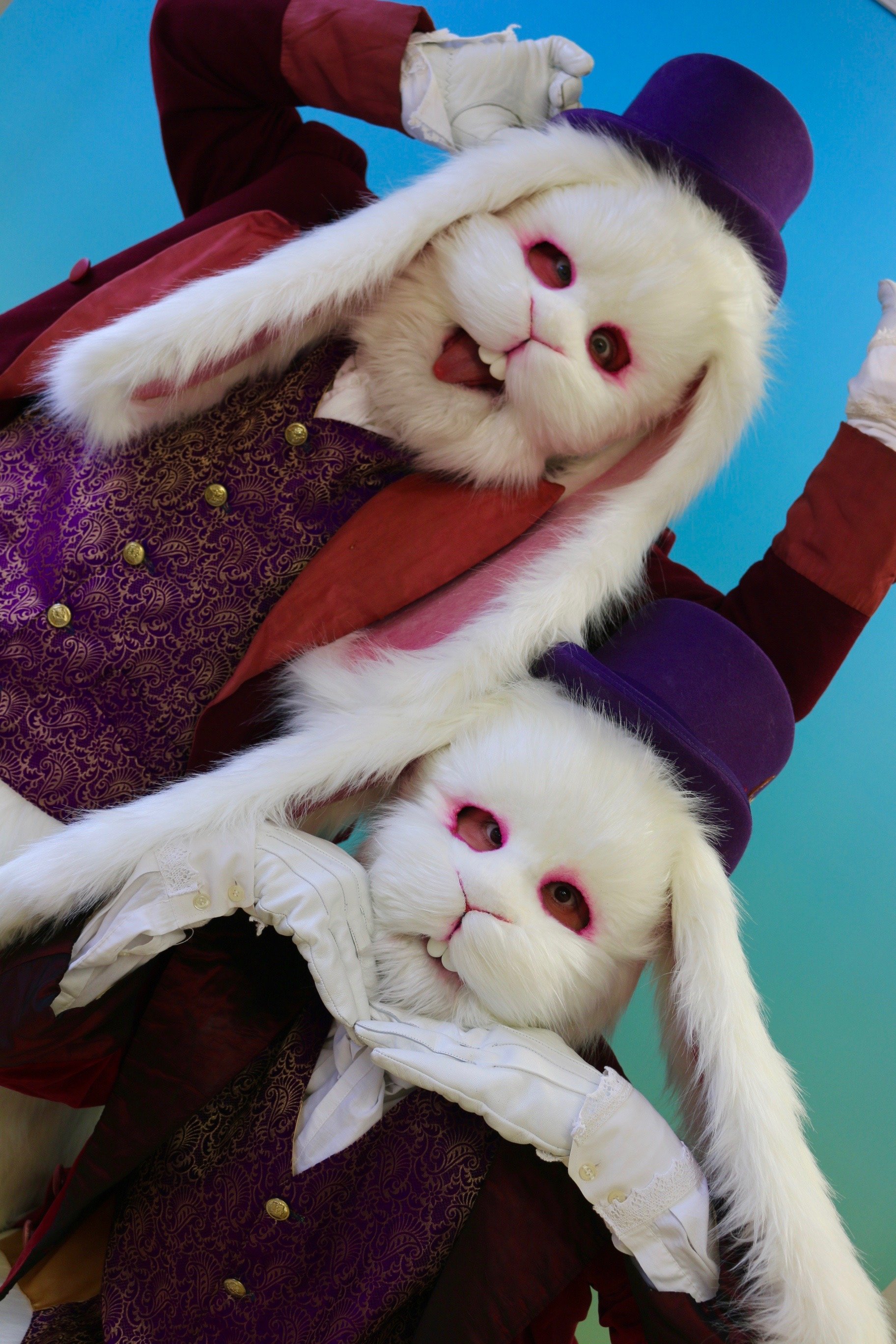 White Rabbit Pair Walkabout Entertainment