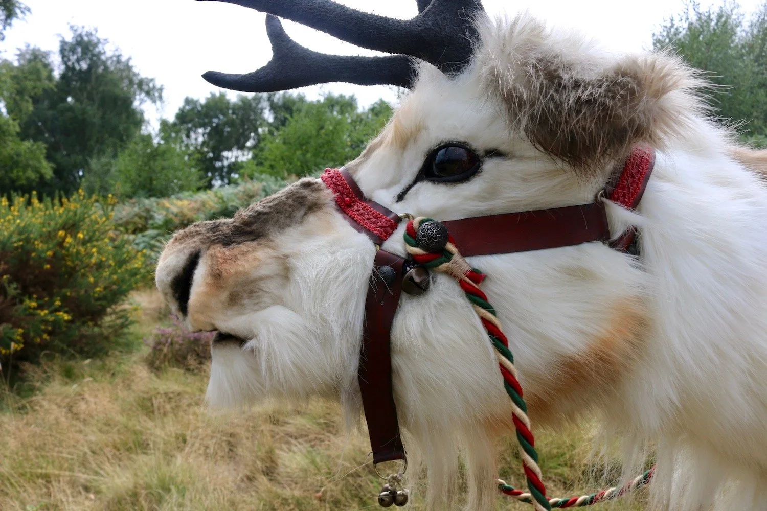 Christmas Reindeer Walkabout Entertainment