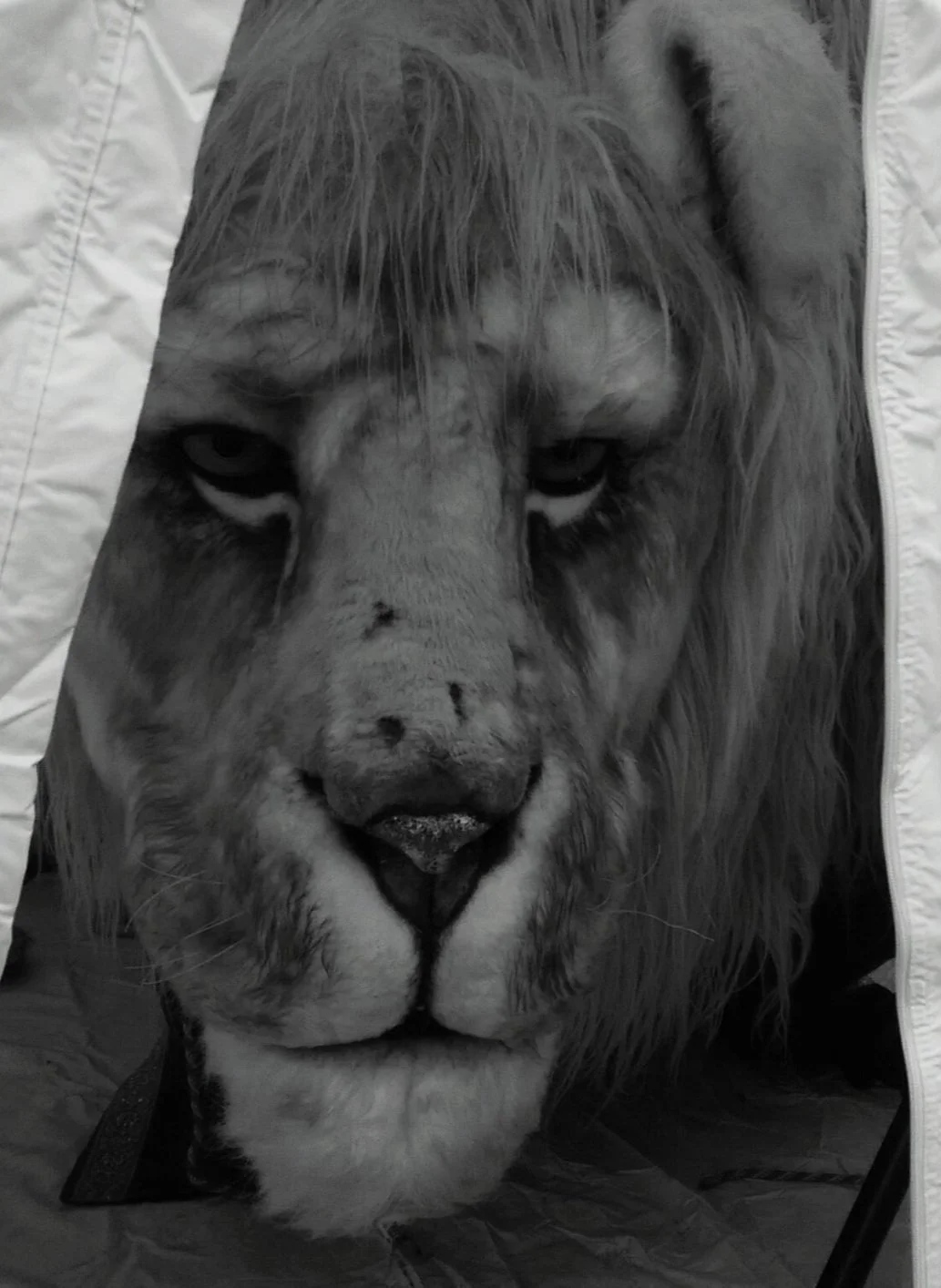 Giant Winter Lion Walkabout