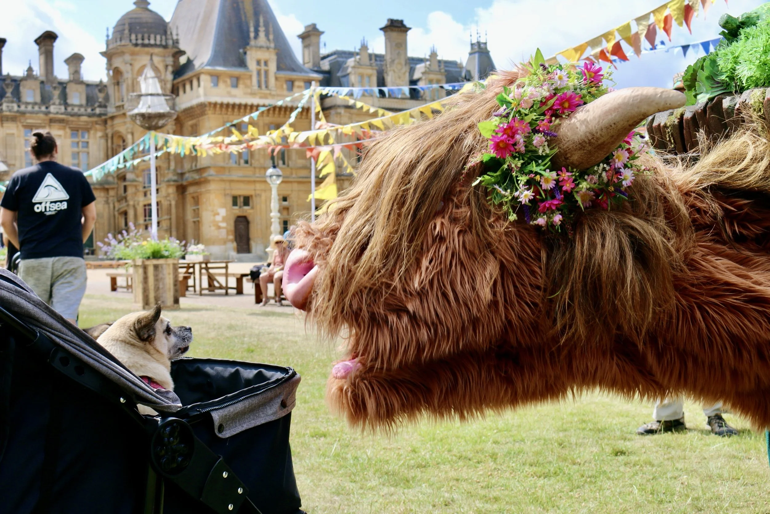 Highland Cow Puppetry Meet & Greet Performance