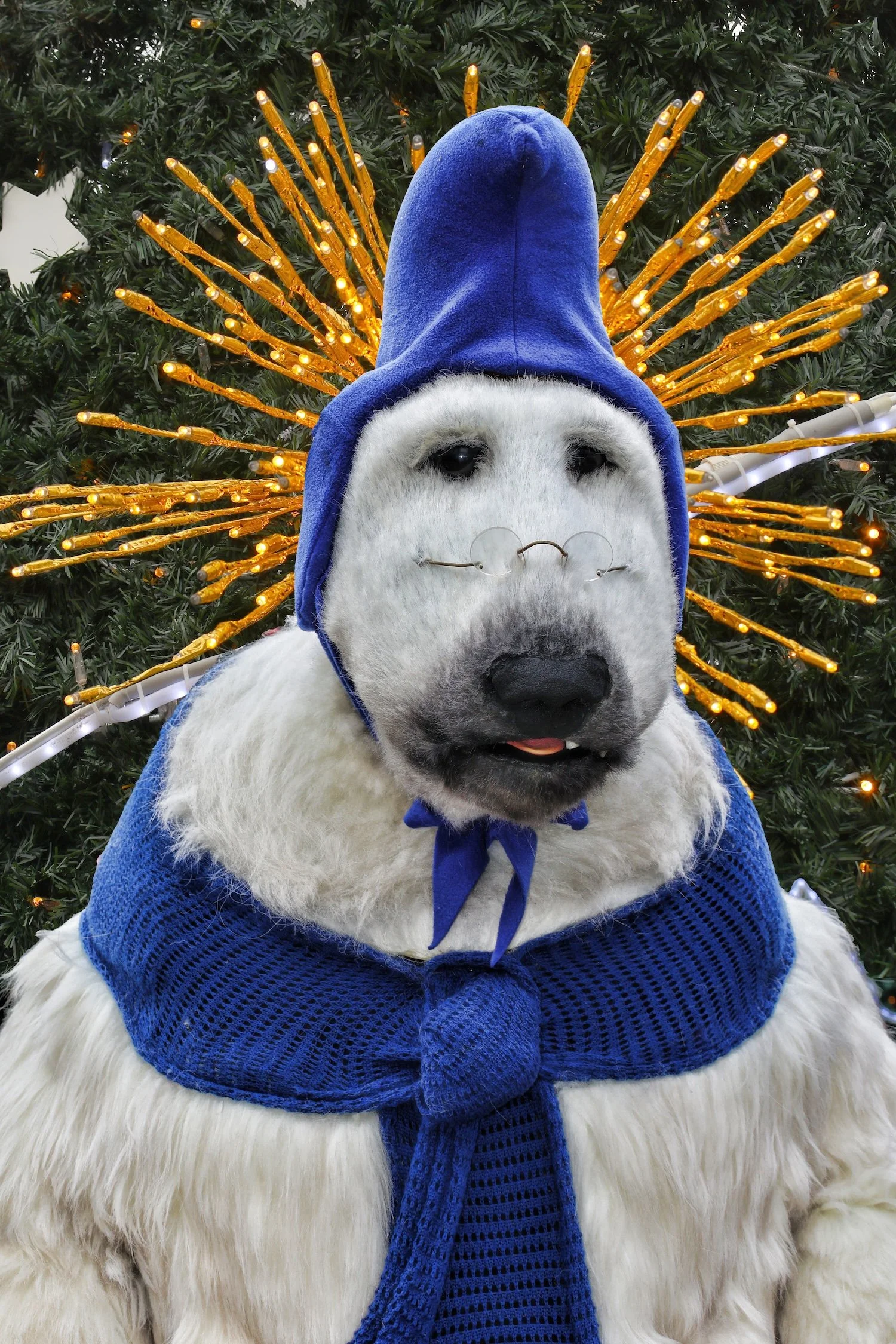 Polar Bear Blue Hat Christmas Entertainment