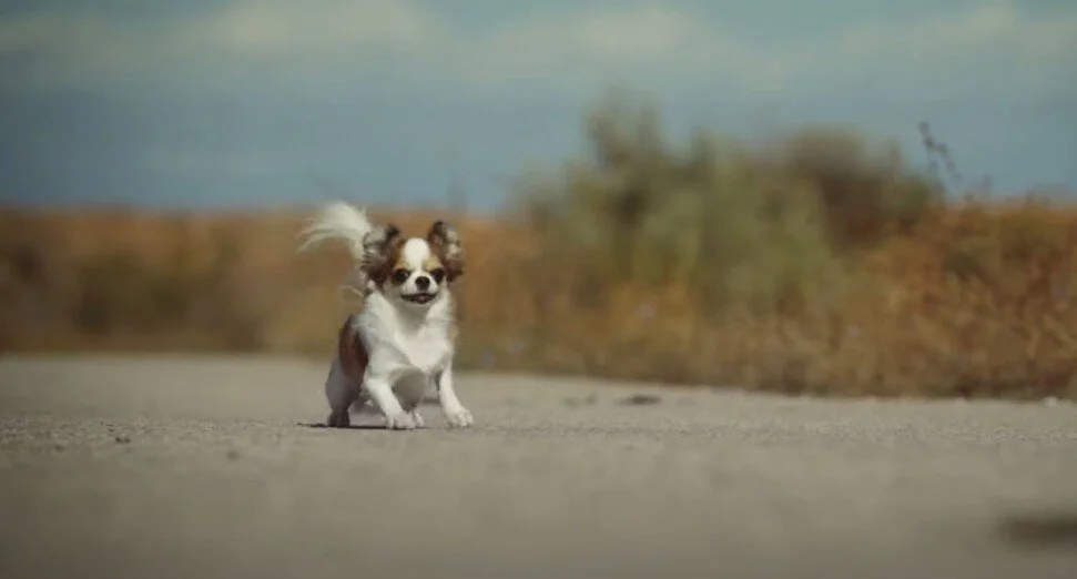 TELL YOUR DOG: Caribou said they can do it