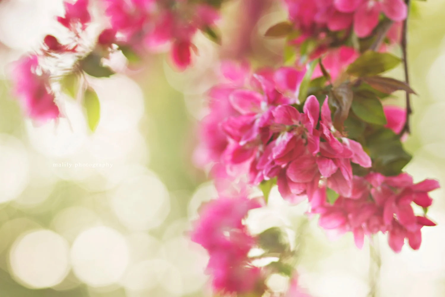 s5-1-13-5peach.jpg