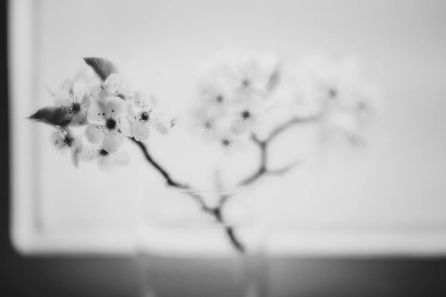 Velvet85-April 13, 2017-4.jpg
