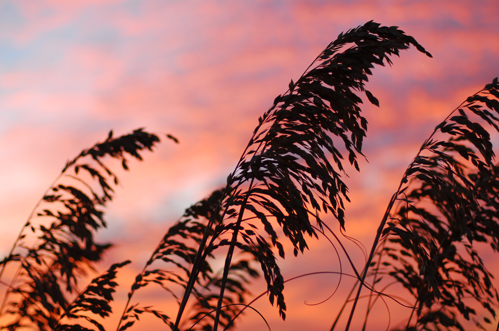 Sunset Sea Oats on Isle Of Palms.jpg