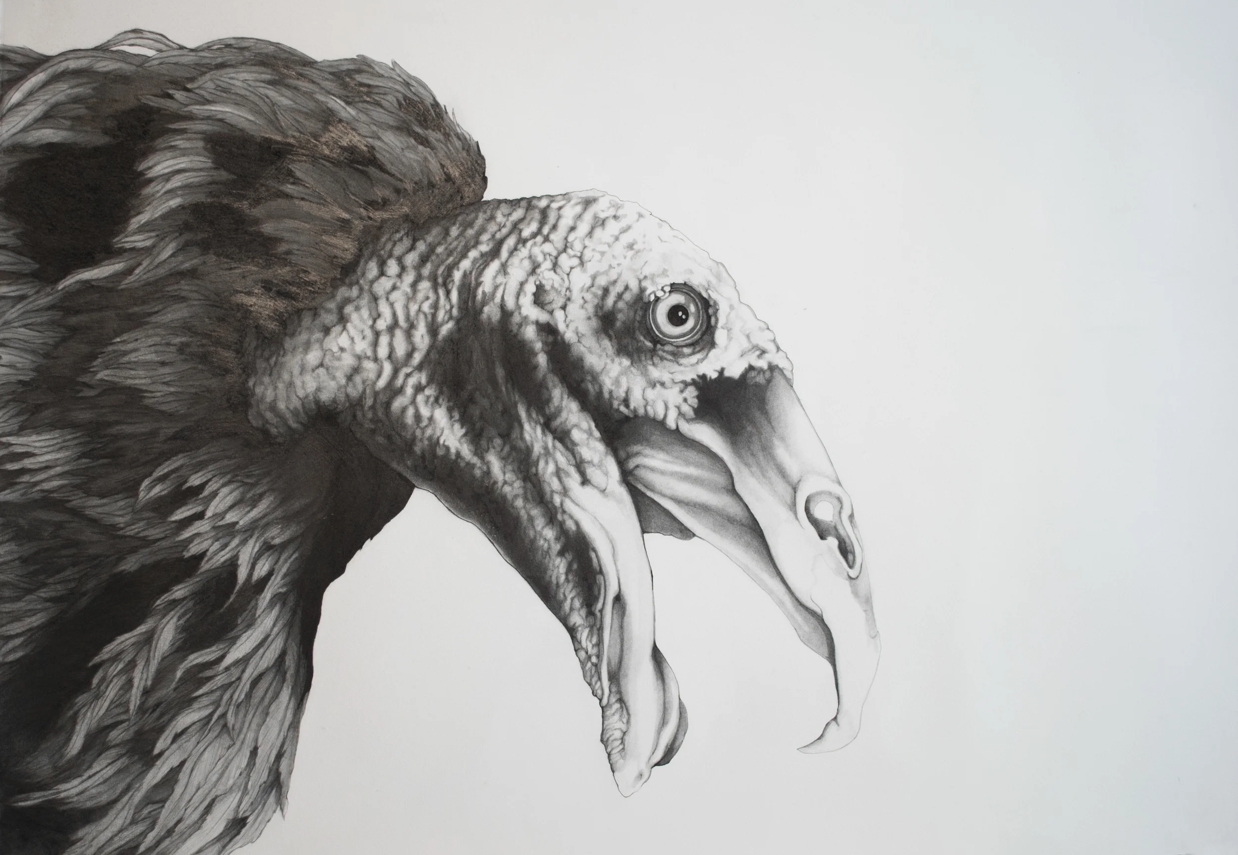 Turkey Vulture Graphite and Ink on Paper 29.5" x 42"