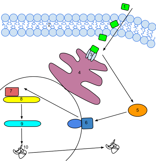 Ehtylene Signal Transduction
