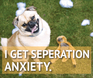 300x250(optimized).gif
