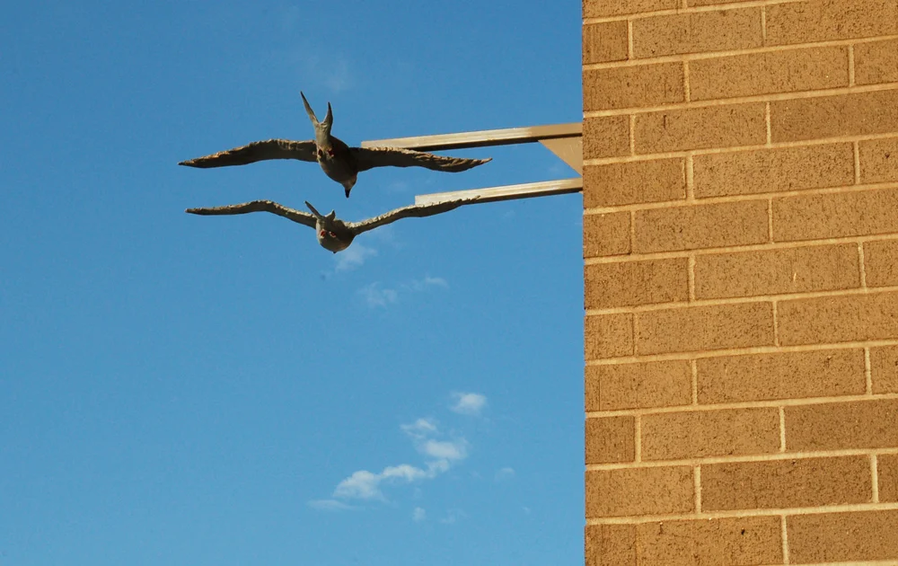 Estuary Plaza, Terns
