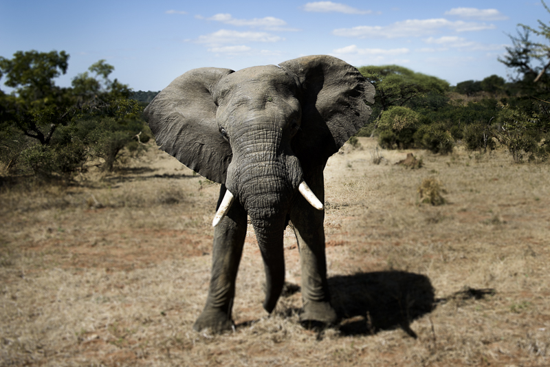 Chobe_CitizensoftheWorld_DominicLoneraganPhotography_MeghanMcTavish_TravelPhotography_290514_0013.jpg