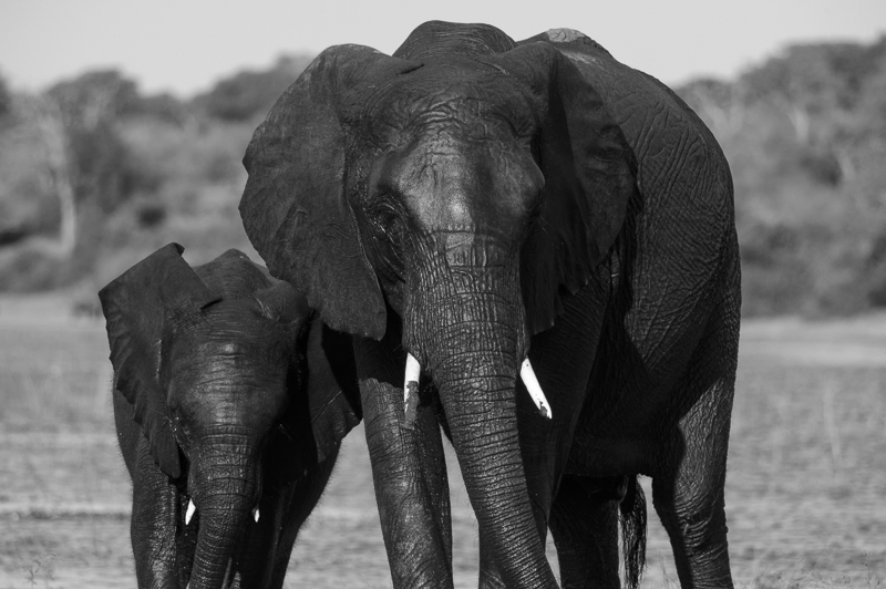 Chobe_CitizensoftheWorld_DominicLoneraganPhotography_MeghanMcTavish_TravelPhotography_290514_0121.jpg