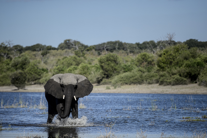 Chobe_CitizensoftheWorld_DominicLoneraganPhotography_MeghanMcTavish_TravelPhotography_290514_0117.jpg