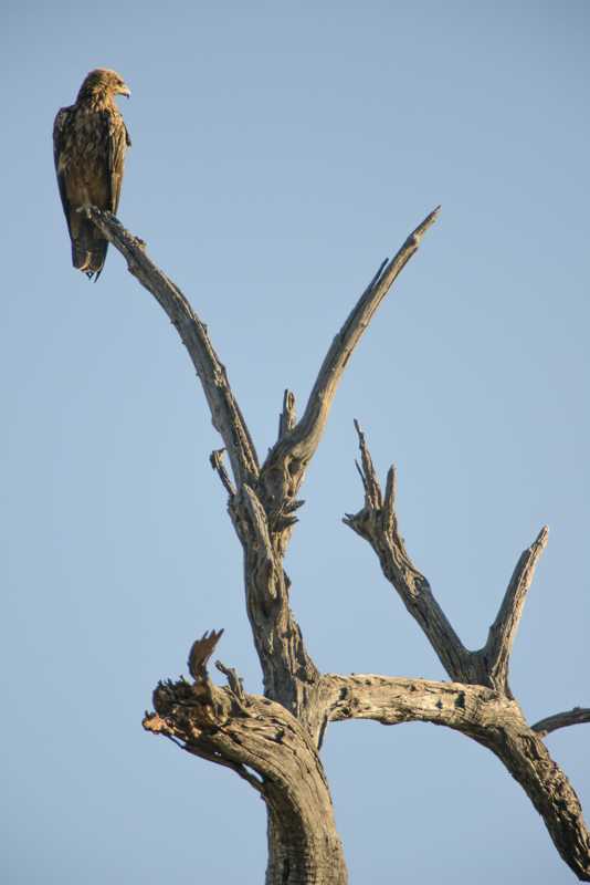 Chobe_CitizensoftheWorld_DominicLoneraganPhotography_MeghanMcTavish_TravelPhotography_300514_0723.jpg