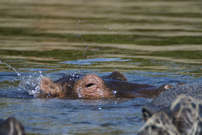Chobe_CitizensoftheWorld_DominicLoneraganPhotography_MeghanMcTavish_TravelPhotography_300514_0841.jpg