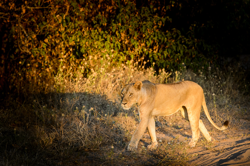 Chobe_CitizensoftheWorld_DominicLoneraganPhotography_MeghanMcTavish_TravelPhotography_300514_1256.jpg