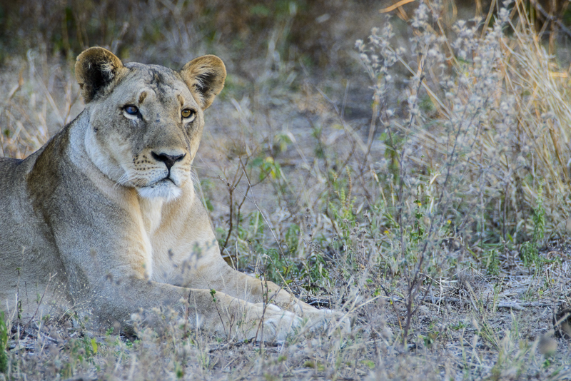 Chobe_CitizensoftheWorld_DominicLoneraganPhotography_MeghanMcTavish_TravelPhotography_300514_1257.jpg