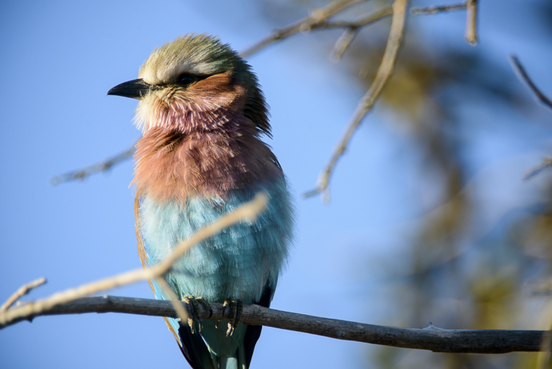Chobe_CitizensoftheWorld_DominicLoneraganPhotography_MeghanMcTavish_TravelPhotography_310514_0083.jpg