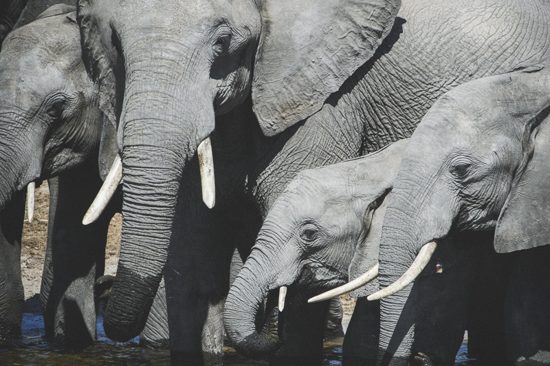 Chobe_CitizensoftheWorld_DominicLoneraganPhotography_MeghanMcTavish_TravelPhotography_310514_0394.jpg