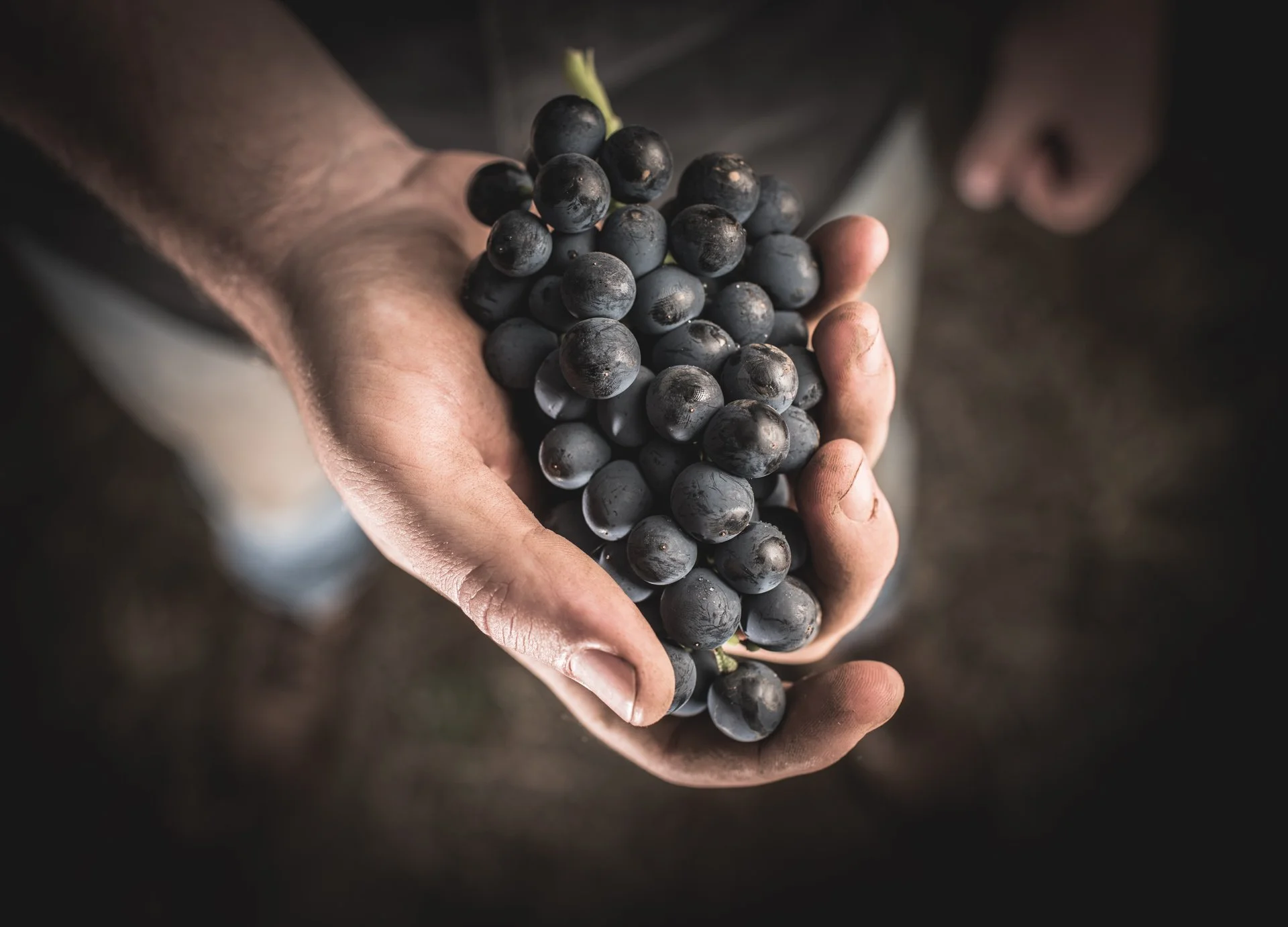 TaylorsWines_BrandImages_DLPhotography_290317_2076_LRG.jpg