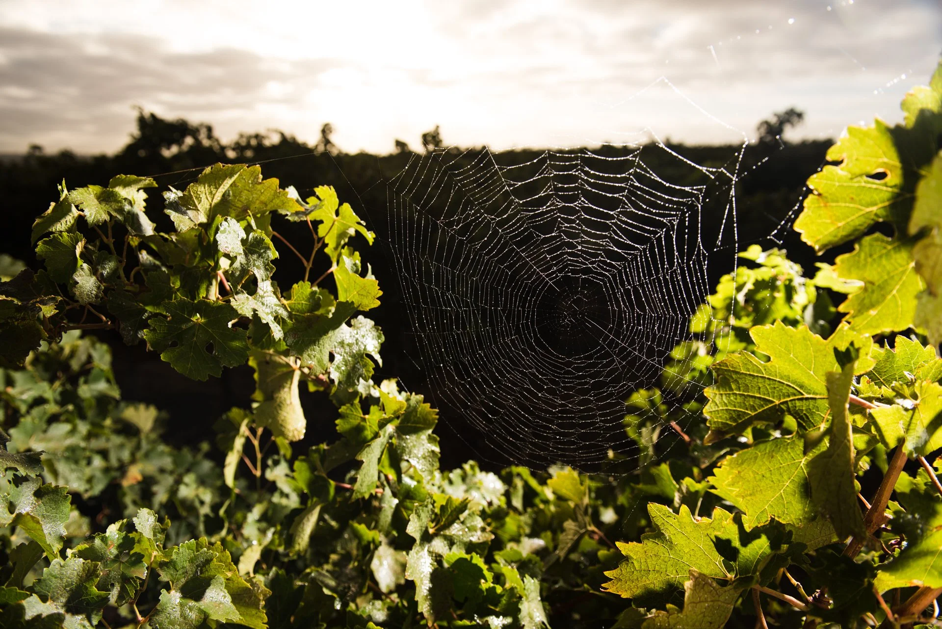 TaylorsWines_BrandImages_DLPhotography_280317_0326_LRG.jpg