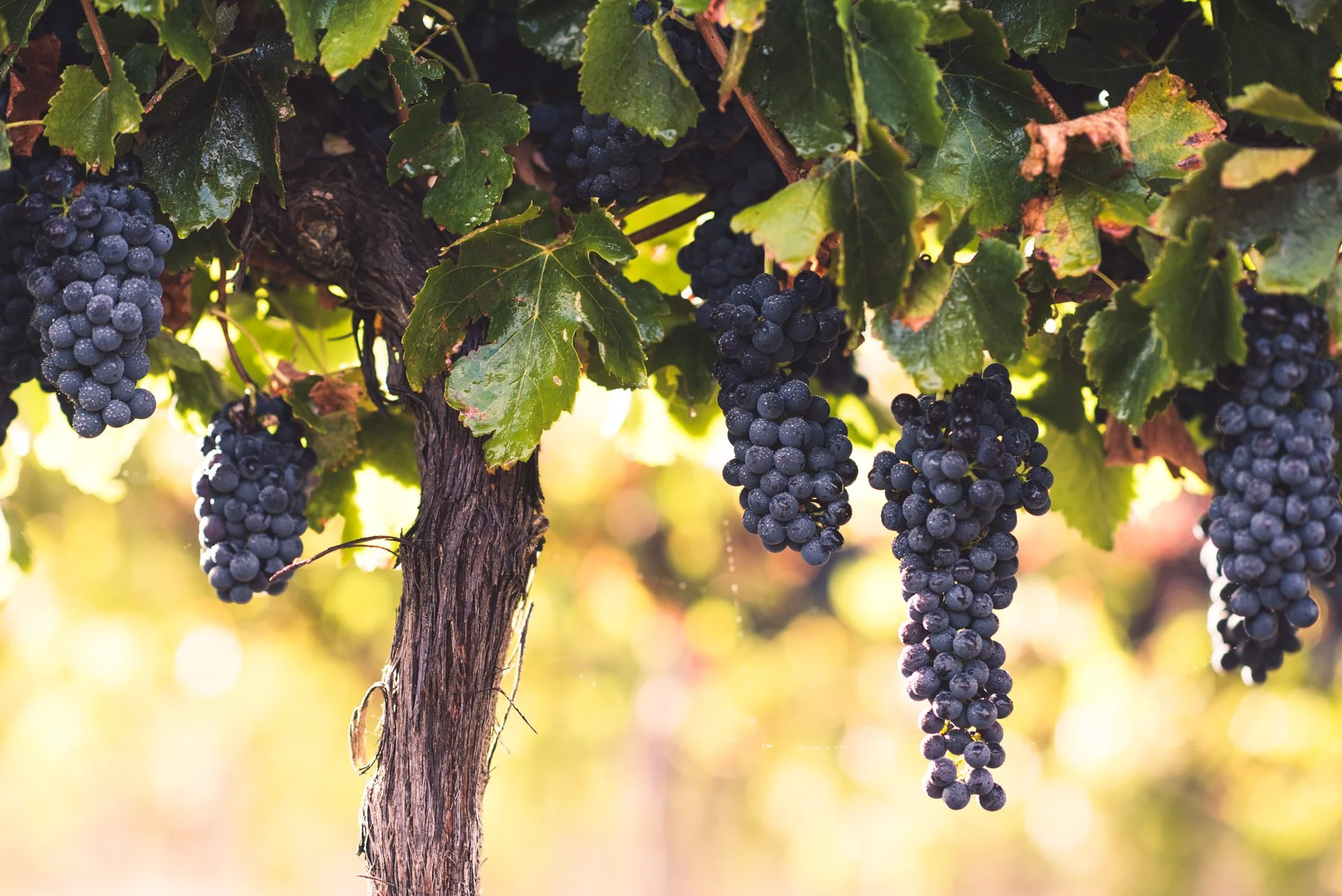 TaylorsWines_BrandImages_DLPhotography_290317_2032_LRG.jpg
