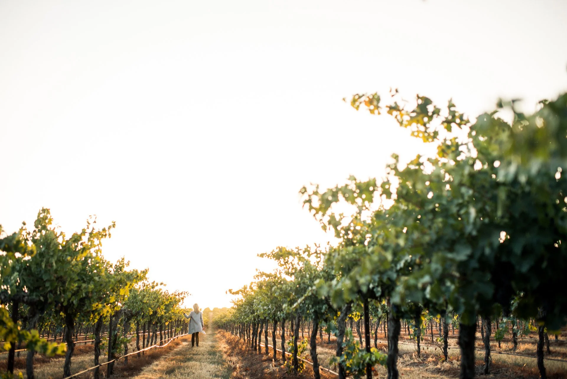 TaylorsWines_BrandImages_DLPhotography_280317_1378_LRG.jpg