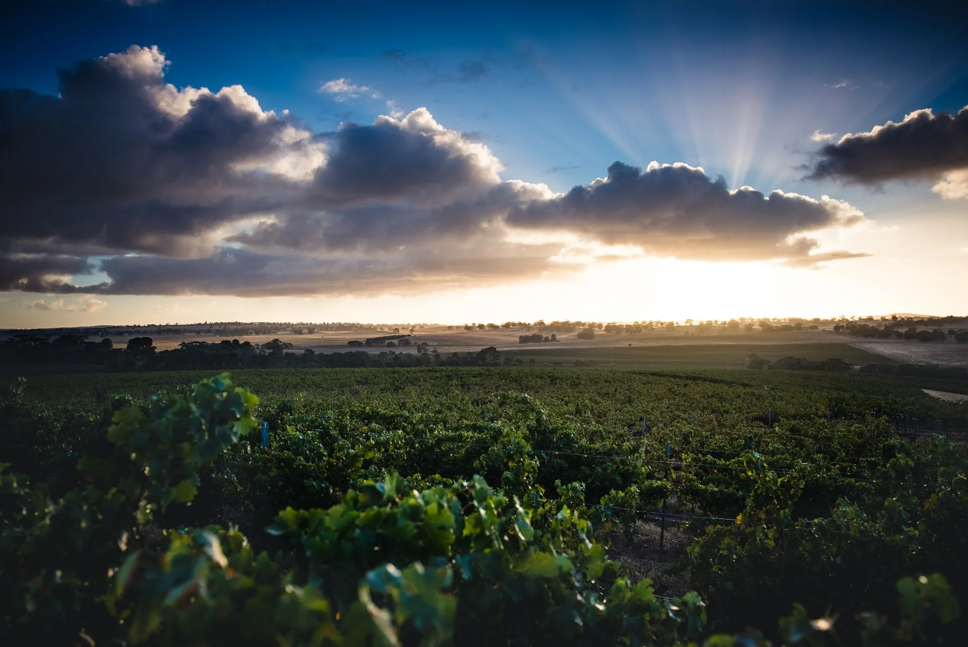 TaylorsWines_BrandImages_DLPhotography_300317_3070-HDR_LRG.jpg