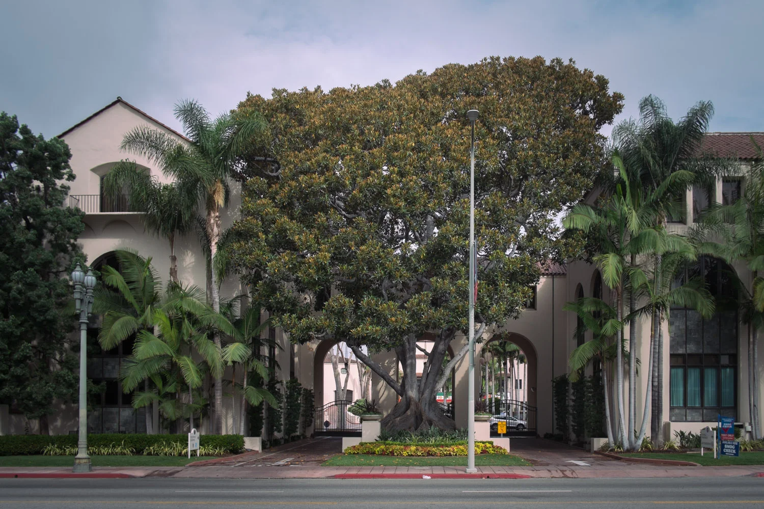 moreton-bay-fig-tree.jpg