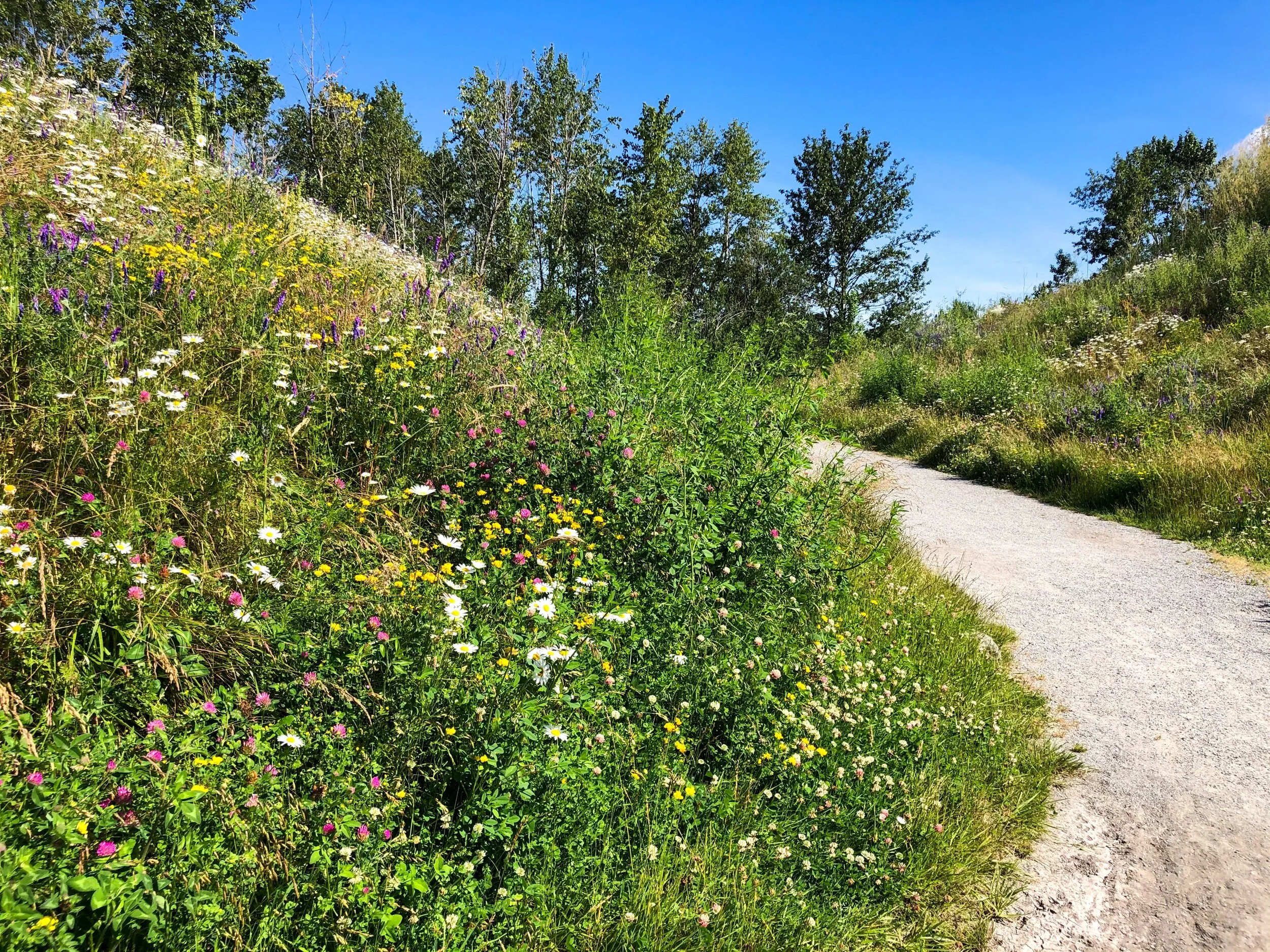  Covid-19 Summer, Washington 