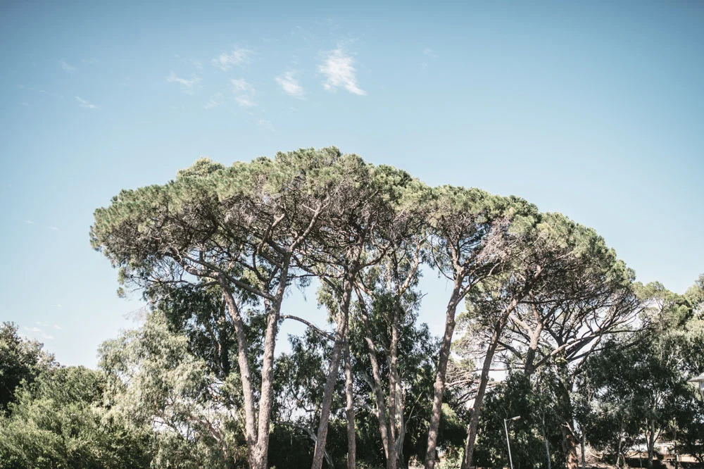 trees.jpg