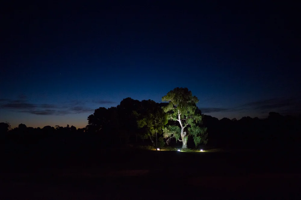 golf-course-trees.jpg