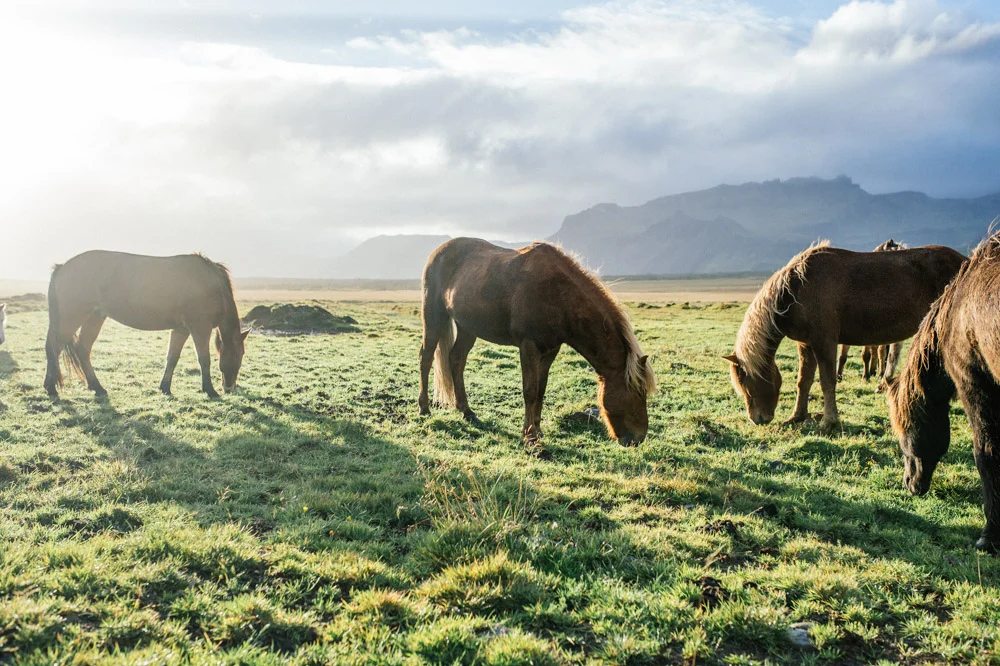 icelandic-horse.jpg