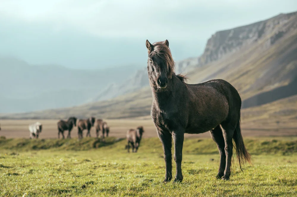 icelandic-horses-2.jpg